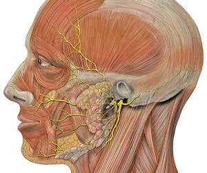 Nervo facial - Anatomia